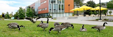 A group of geese on the lawn near the Arts quad. Most of them are eating grass, one is stretching its wings. One is looking right at the camera in a challenging way