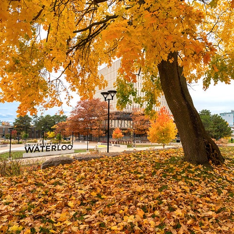 View of the Waterloo sign and Dana Porter Library from a hill nearby. It's fall, so the tree int he foreground the the grass is covered with bright orange leaves.