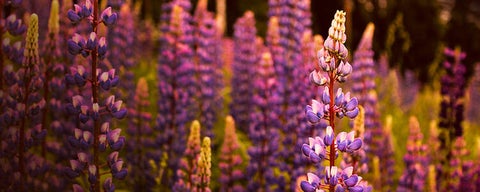 Lupin flowers