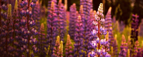 A field of lupin flowers