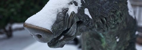 Close up of Porcellino's statue's snout covered in snow