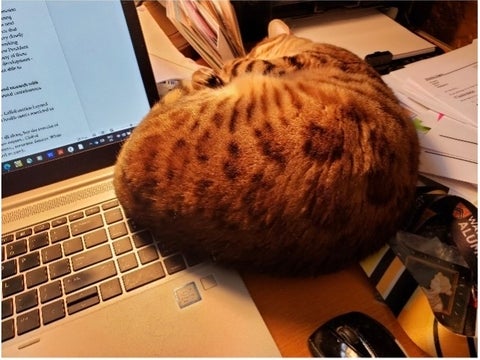 cat sleeping on laptop and papers