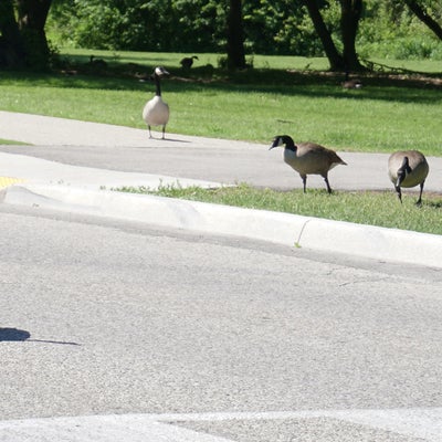 Geese walking around Ring Road