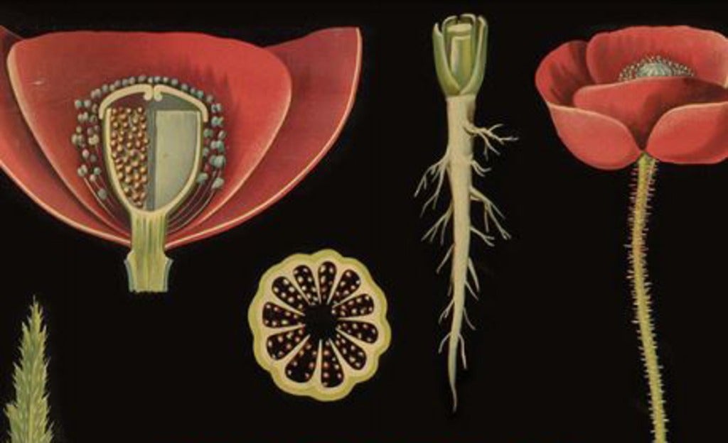 detail from old illustration of poppy plants
