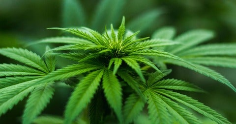 close-up of cannabis leaf