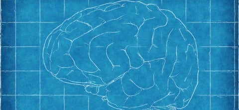 drawing of brain