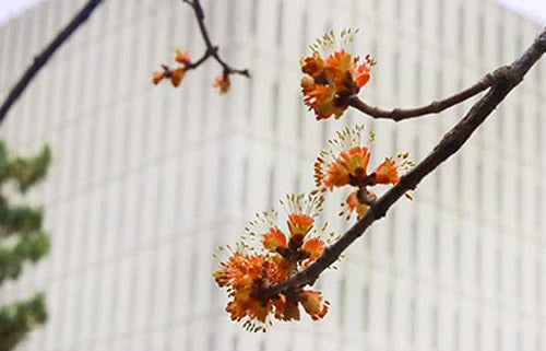 Close up of a branch with orange flower buds against the white exterior of the Dana Porter Library