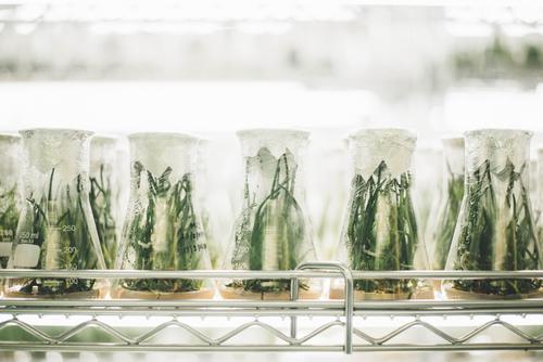 rows of beakers containing plants