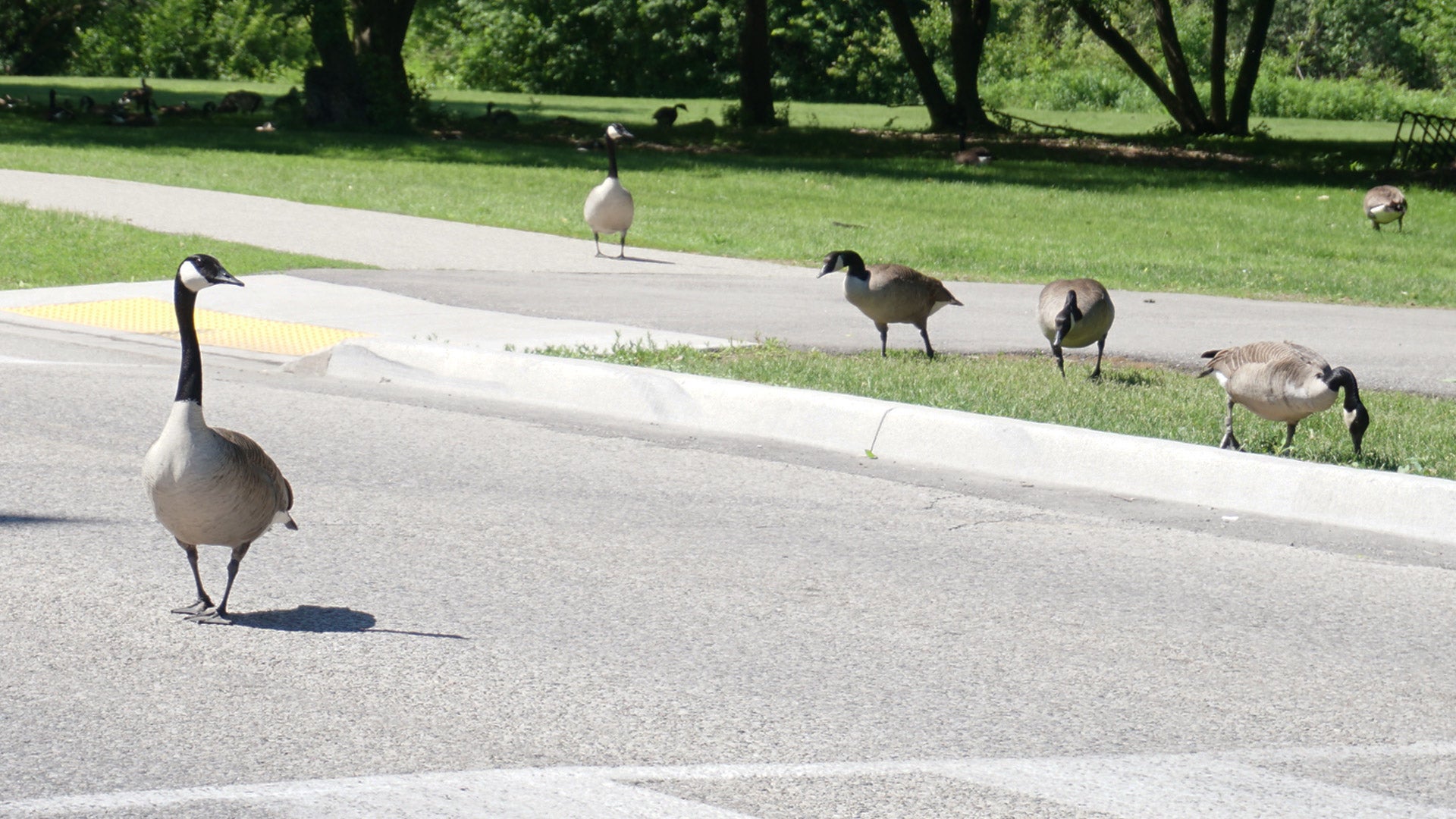 Geese walking around Ring Road