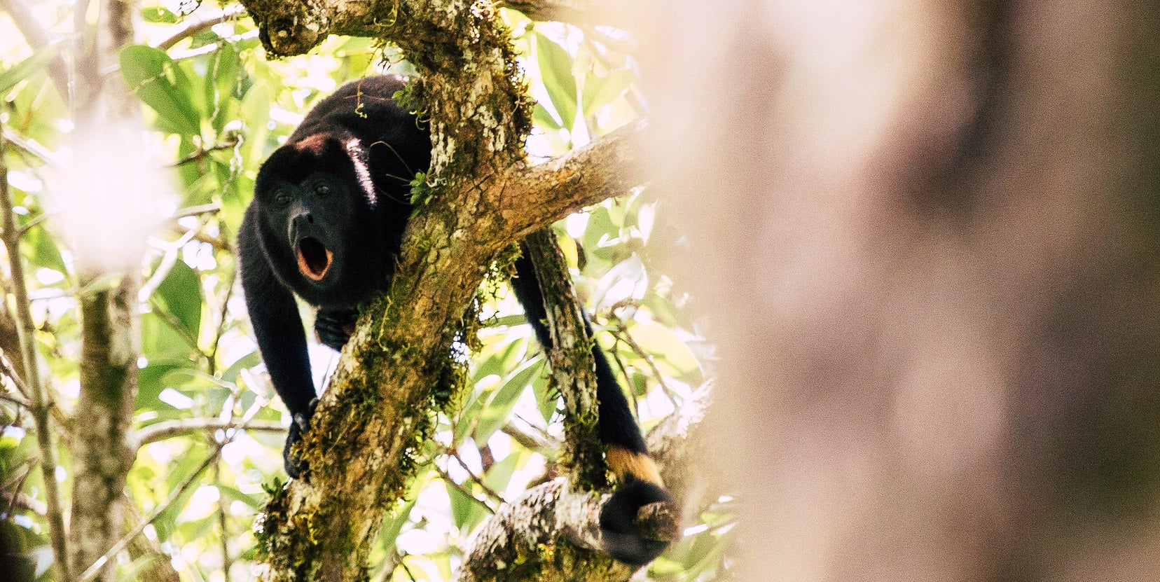 Howler Monkey howling in trees
