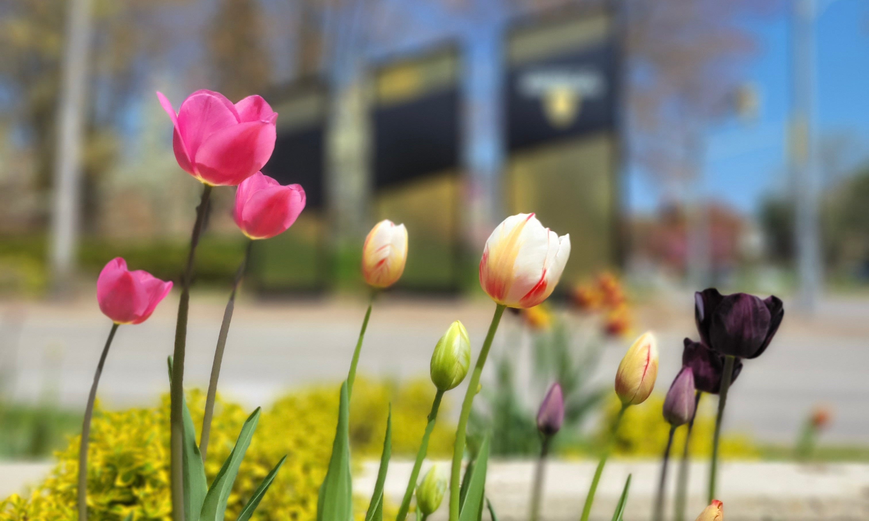 Tulip flowers in front of UWaterloo sign