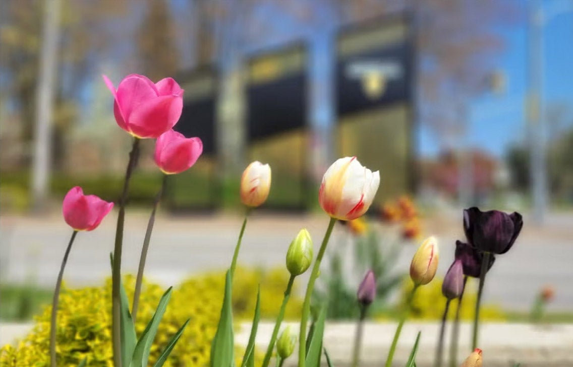 A row of brightly coloured tulips with the Waterloo sign in the background