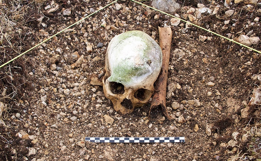 Excavated skull and fragment of a femur