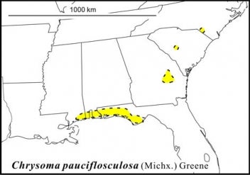 Chrysoma pauciflosculosa (Michx.) Greene; Florida Panhandle, shrub about 1 m tall.