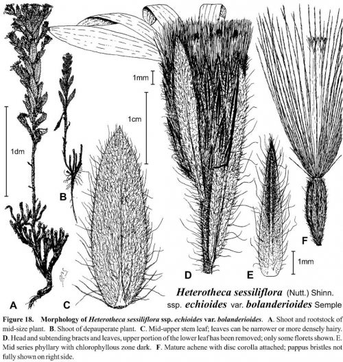 Heterotheca sessiliflora bolanderioides Fig 19 Semple 1996