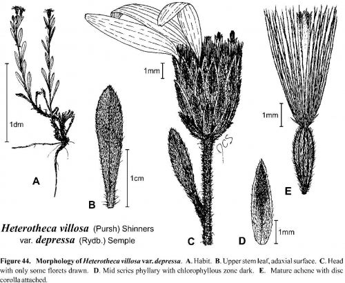  Heterotheca villosa var depressa Fig 44 Semple 1996