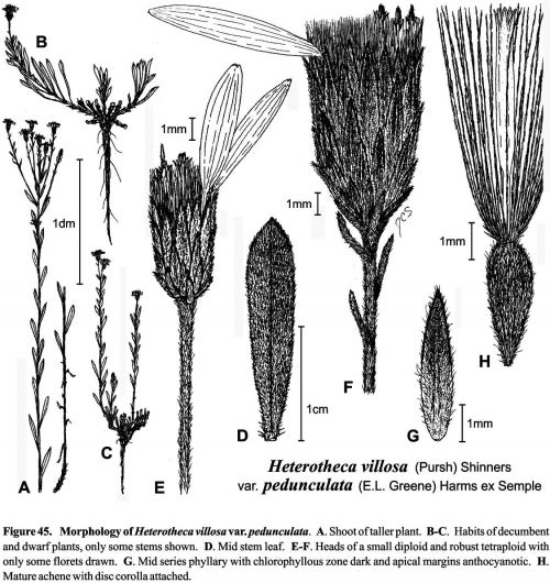 Heterotheca villosa var pedunculata Fig 45 Semple 1996