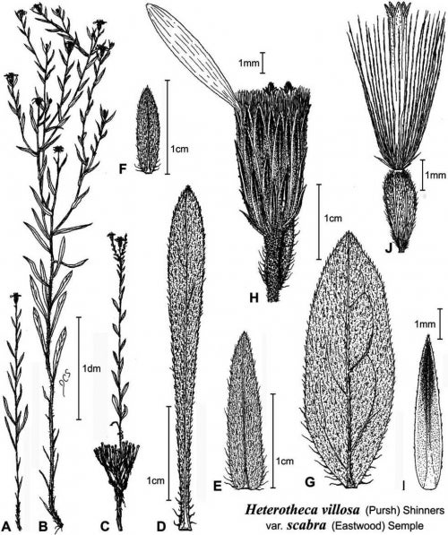 Heterotheca villosa var scabra Fig 47 Semple 1996