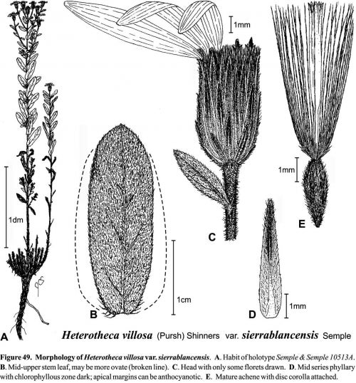 Heterotheca villosa var foliosa Fig 39 map Semple 1996