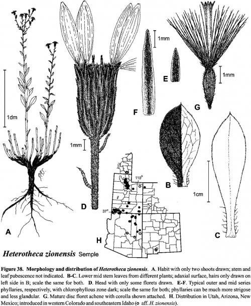 Heterotheca zionensis Fig 38 Semple 1996