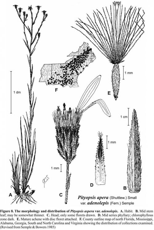 Pityopsis aspera var adenolepis Fig 8 Semple &amp; Bowers 1985