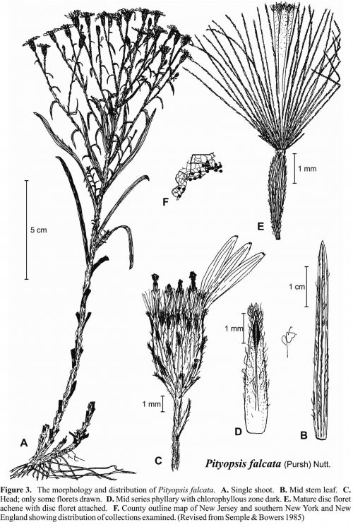 Pityopsis falcata Fig 3 Semple &amp; Bowers 1985