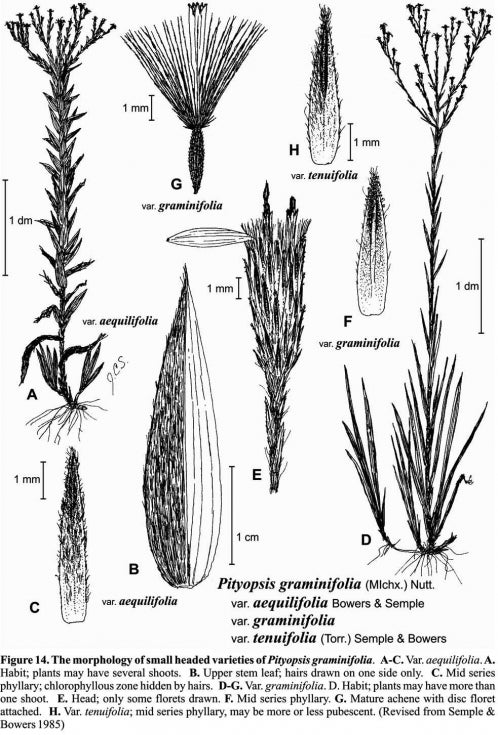 Pityopsis graminifolia small hd vars Fig 14 Semple &amp; Bowers 1985