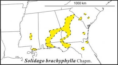 Solidago brachyphylla range Semple draft