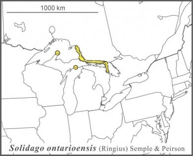 Solidago ontarioensis range Semple draft