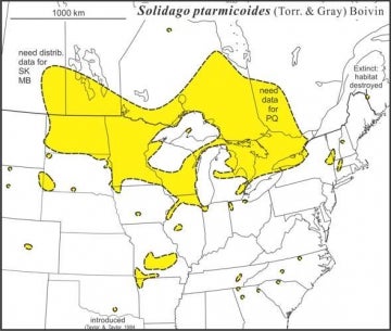 Solidago ptarmicoides range Semple draft