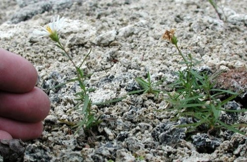 Dwarf shoots of Symphyotrichum nahanniense comparing with fingers