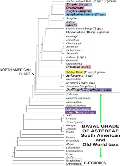 The Phylogeny of the Tribe Astereae