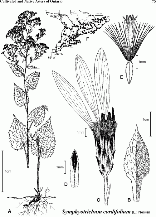 a figure form Cultivated and native asters of Ontario, illustrating Symphyotrichum cordifolium