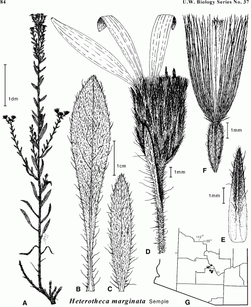 Heterotheca marginata