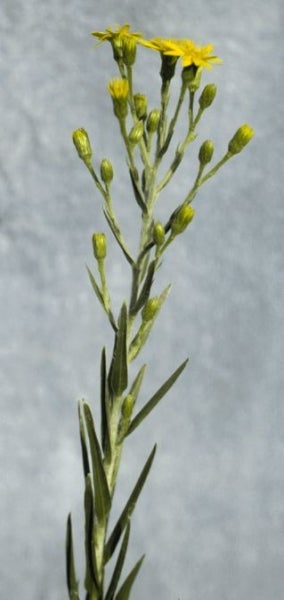 Pityopsis aspera