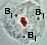 Xanthisma texanum chromosomes