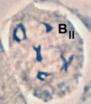 Xanthisma texanum chromosomes