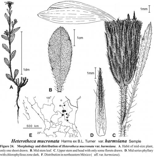Heterotheca mucronata var harmsiana Fig 24 Semple 1996