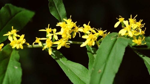  Solidago caesia axilliary clusters of heads ON