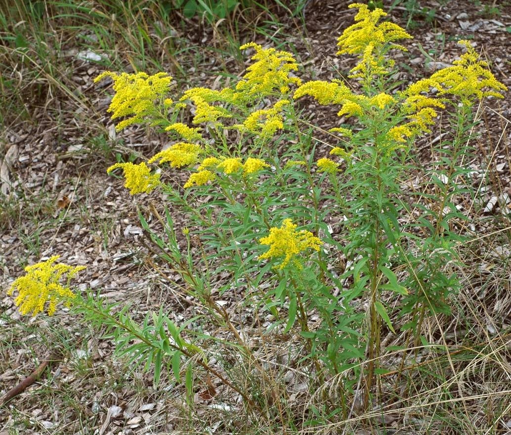 Solidago canadensis var. canadensis | Astereae Lab