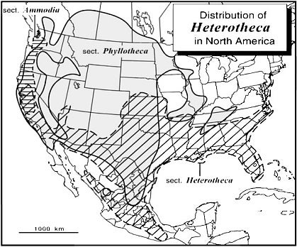 Distribution of Heterotheca in North America