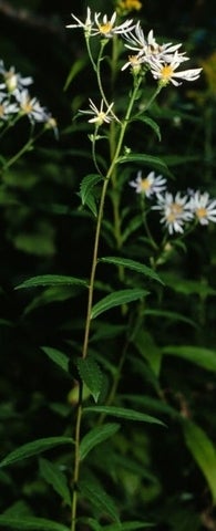 Habit