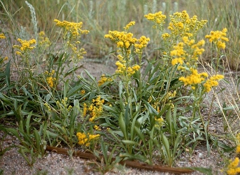 Habit, Colorado