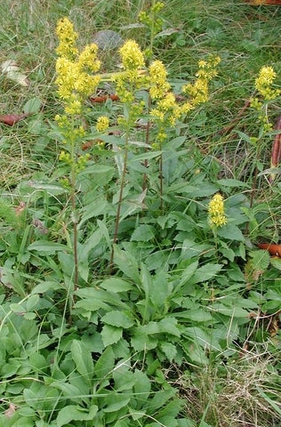 Solidago puberula, Tennessee