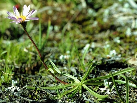 Oreostemma alpigenum var. haydeni, 8436, Beartooth Pass, Wyoming