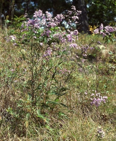 Symphyotrichum oolentangiense 5196 WI