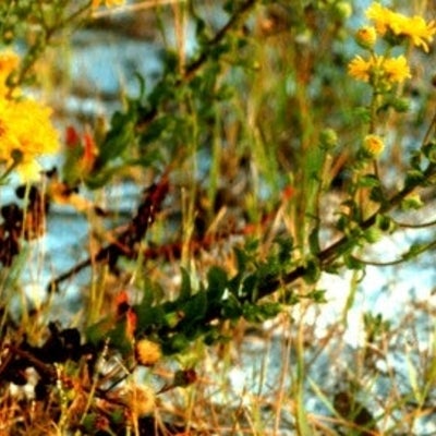 Inflorescence, coastal dunes, Florida. Bay Co.