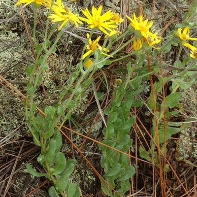 Habit, North Carolina. New Hanover Co.
