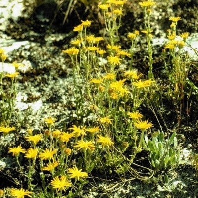 Habit, North Carolina. Moore Co.