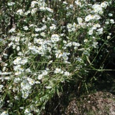 Erigeron annuus; habit, Ontario